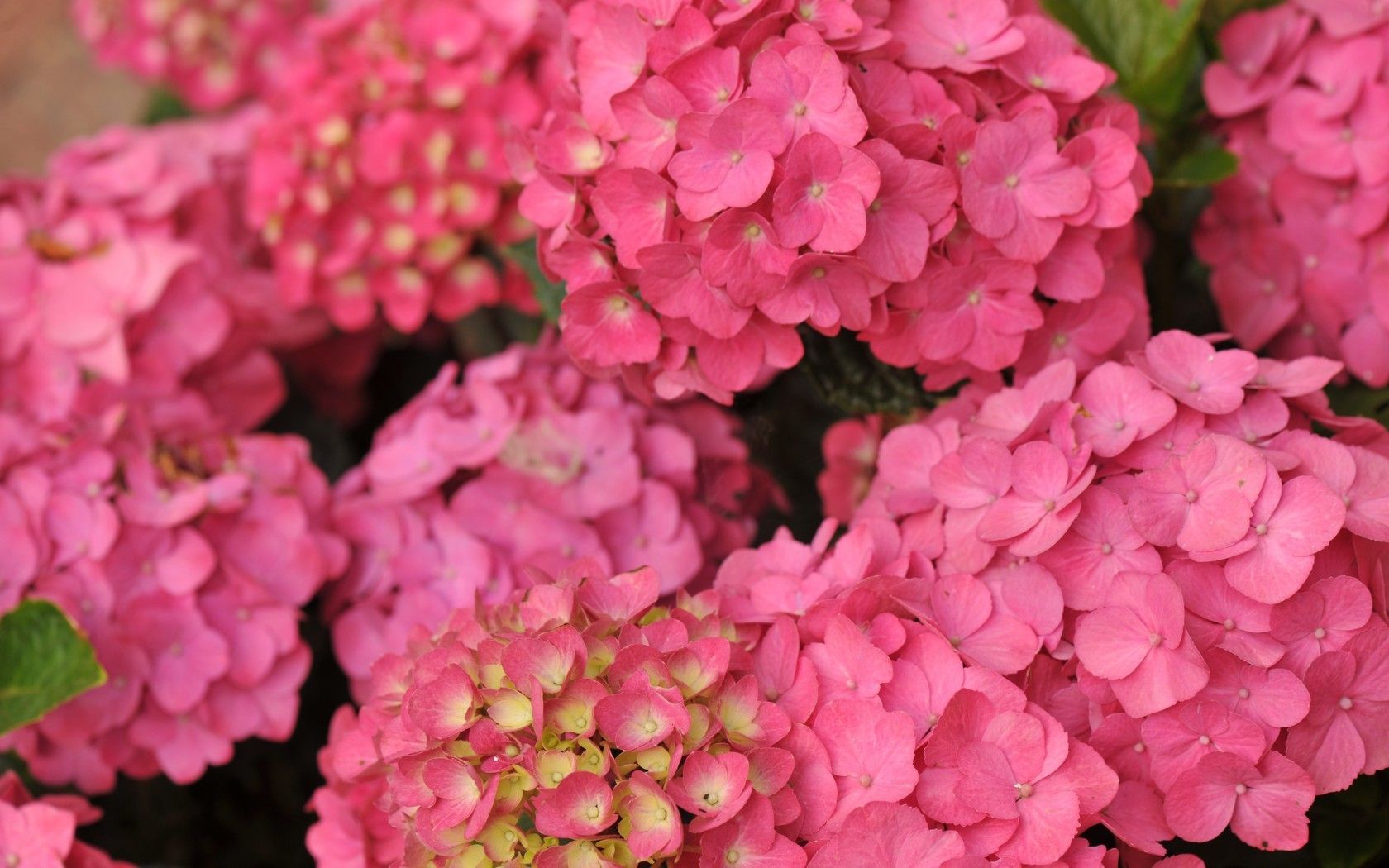 Hydrangea - HD Wallpaper 