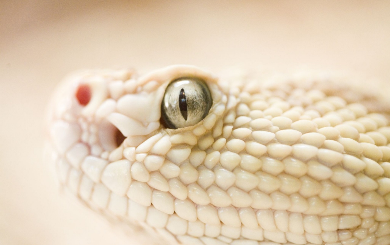 Grey Snake Eye Wallpapers - White Snake Close Up - HD Wallpaper 