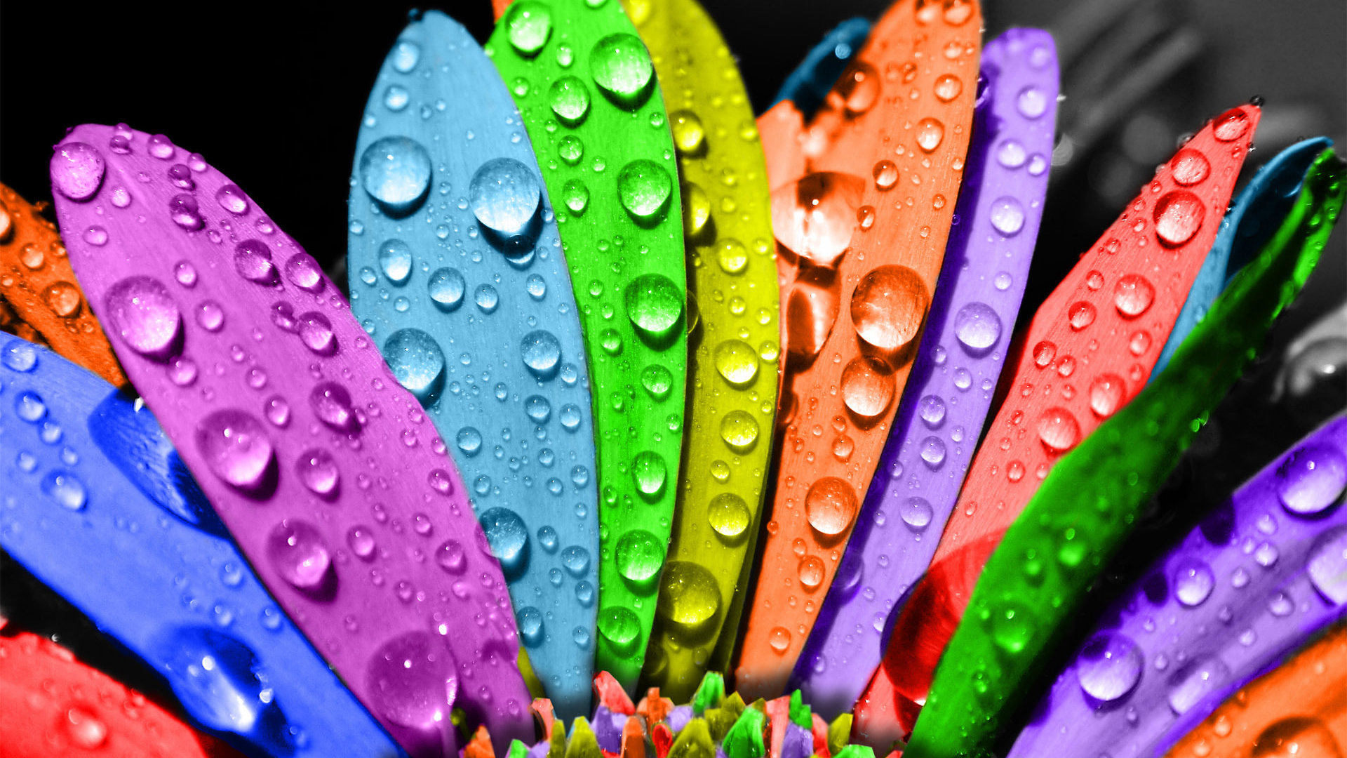 Pride Community Center Of The Tri-cities - Water Drops Flowers - HD Wallpaper 