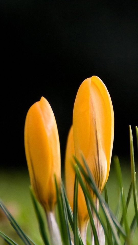 Hd Flori Flower Samsung Galaxy Wallpapers - Nếu Ngày Mai Tôi Chết - HD Wallpaper 