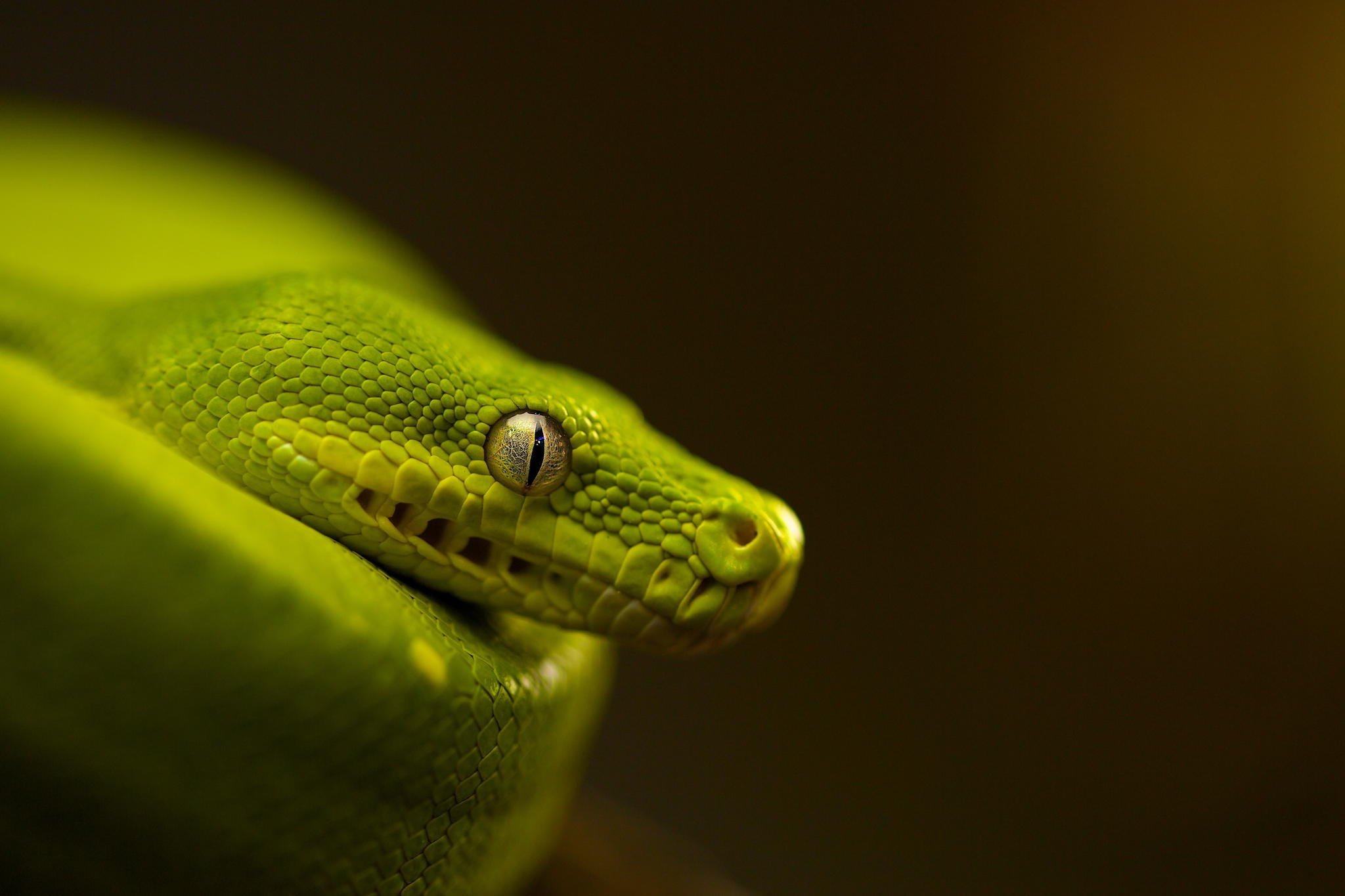 Macro Snake Eye - HD Wallpaper 