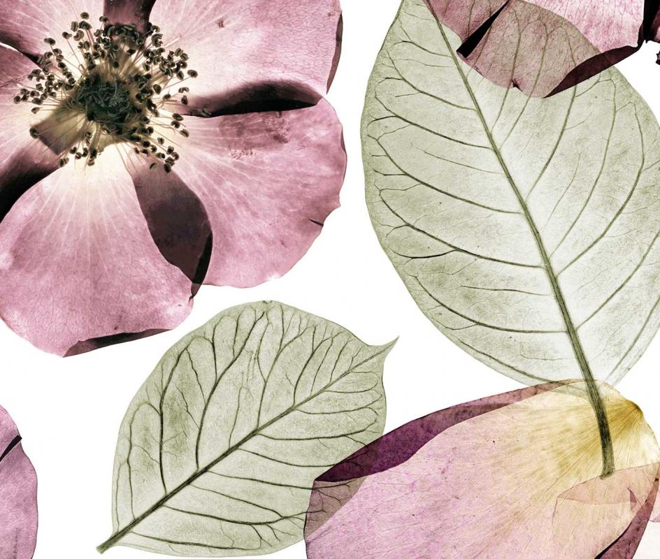 Mr Perswall - Petal X Ray - HD Wallpaper 