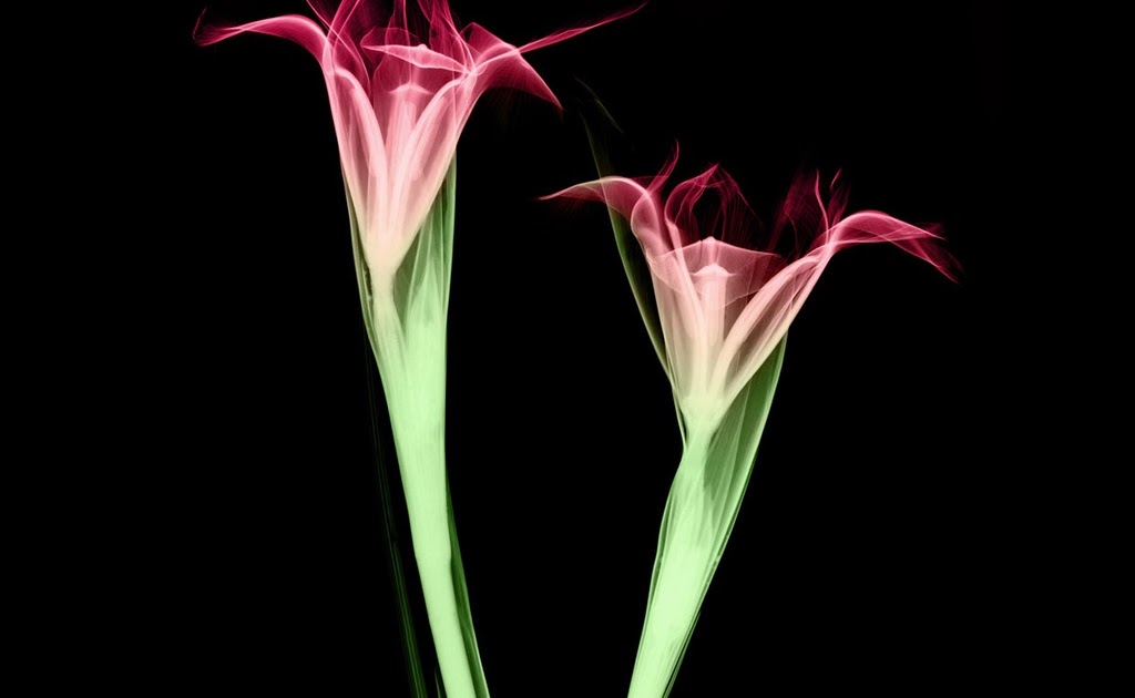 Xray Flower Desktop Backgrounds - HD Wallpaper 