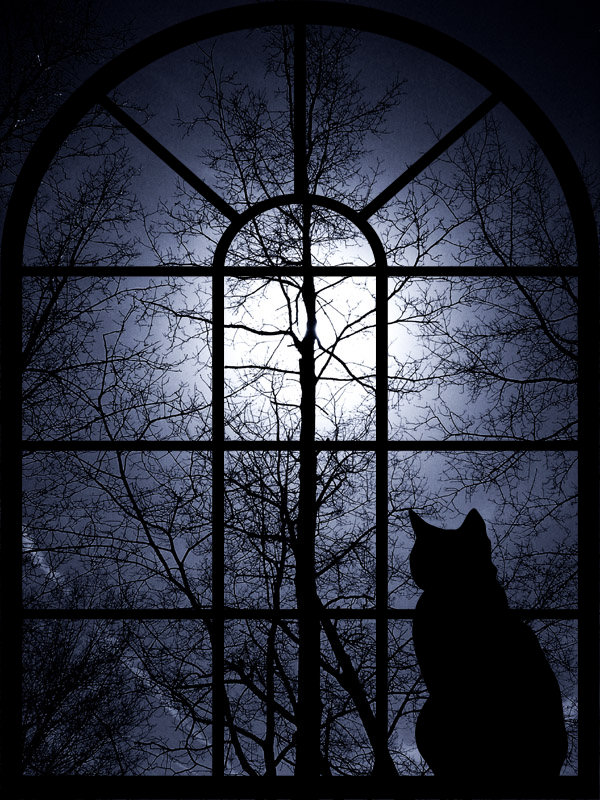 Girl In Window At Night - HD Wallpaper 
