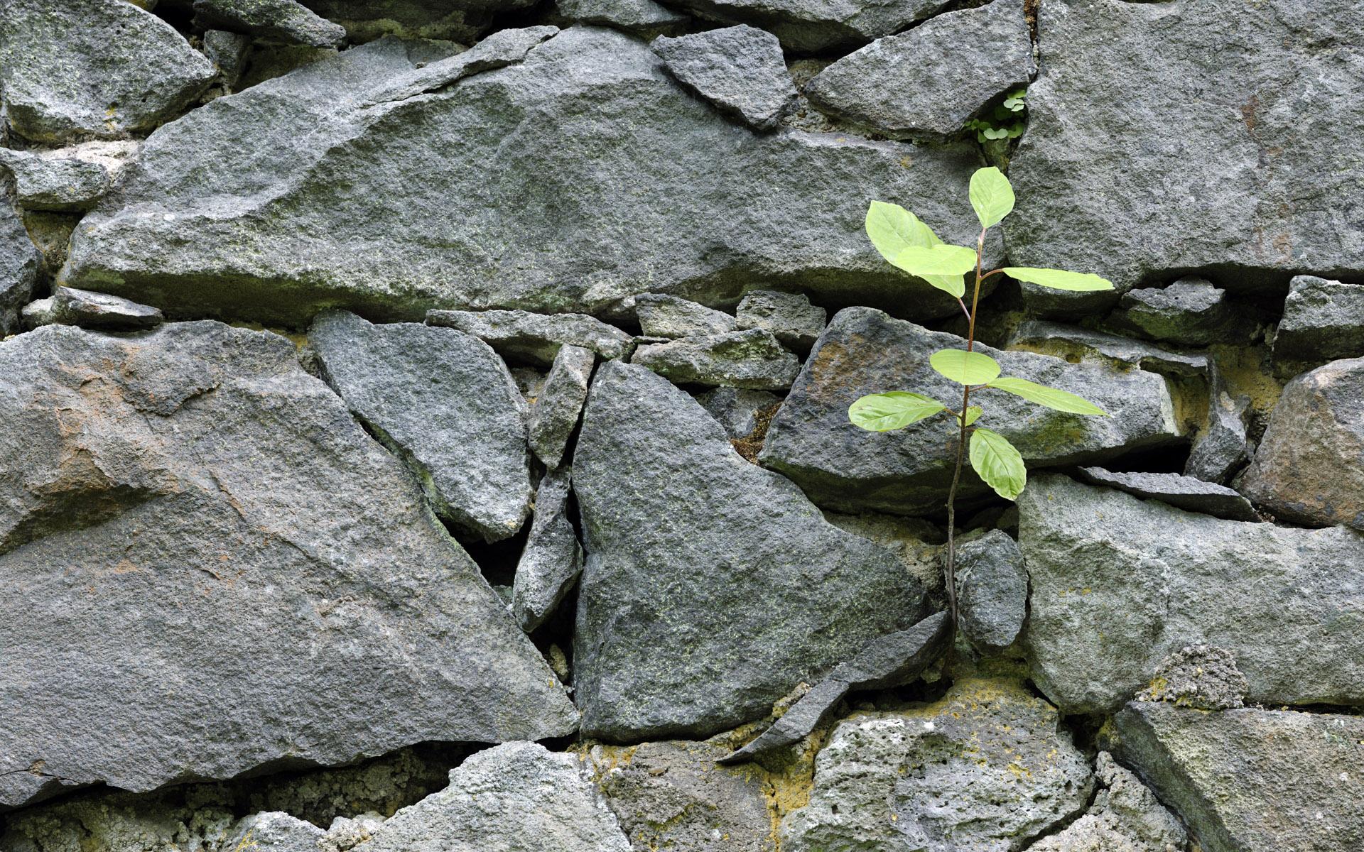 Rock Wall Wallpaper - HD Wallpaper 