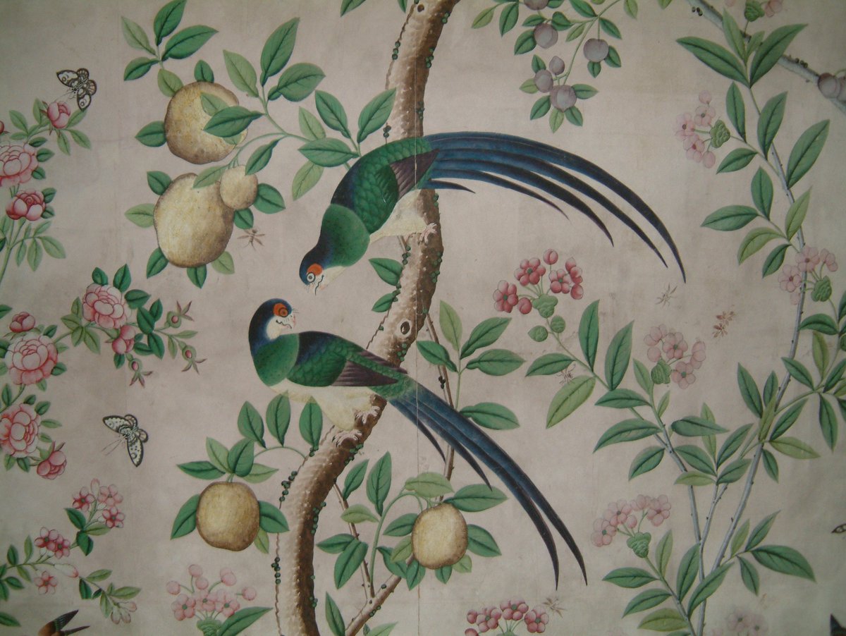 Parakeet - HD Wallpaper 