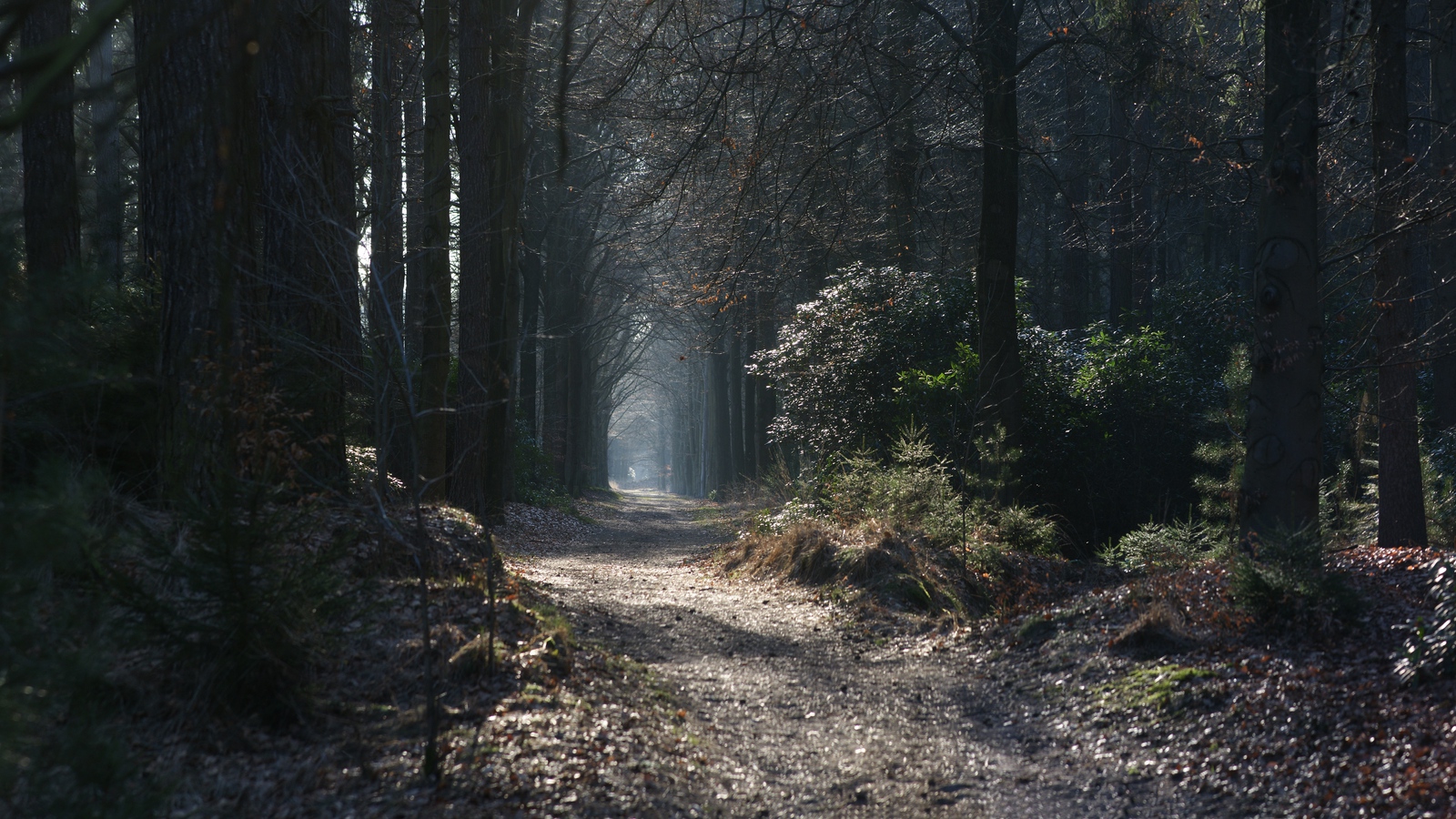 Wallpaper Path, Fog, Trees, Arch - Mystical Fairy Forest - HD Wallpaper 