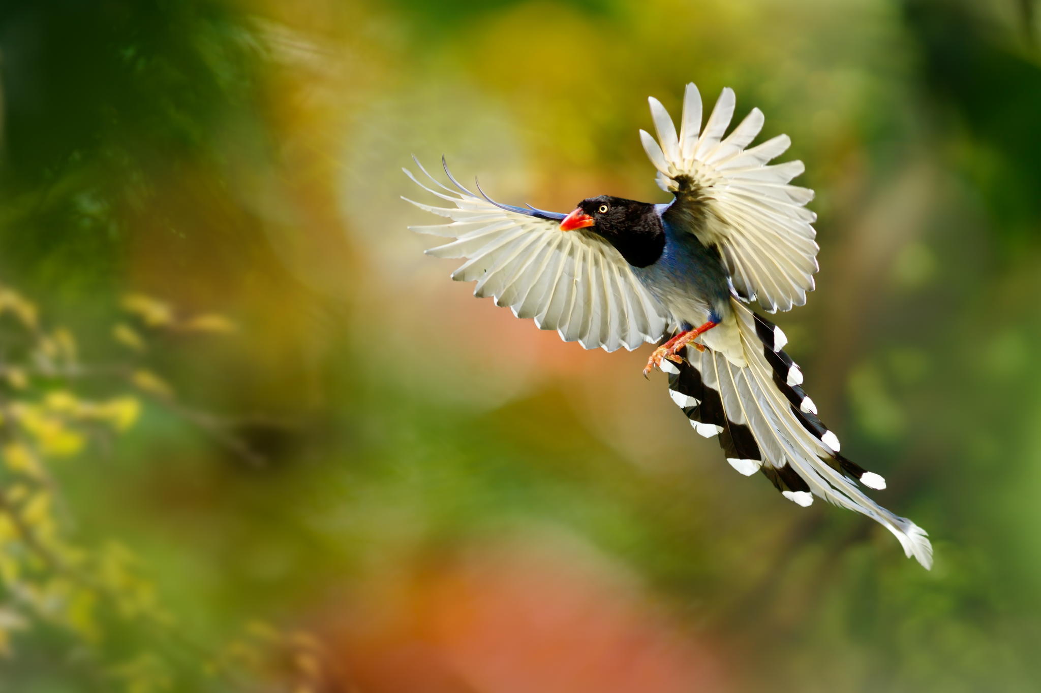 Bird Of Paradise Wallpapers Pc - HD Wallpaper 