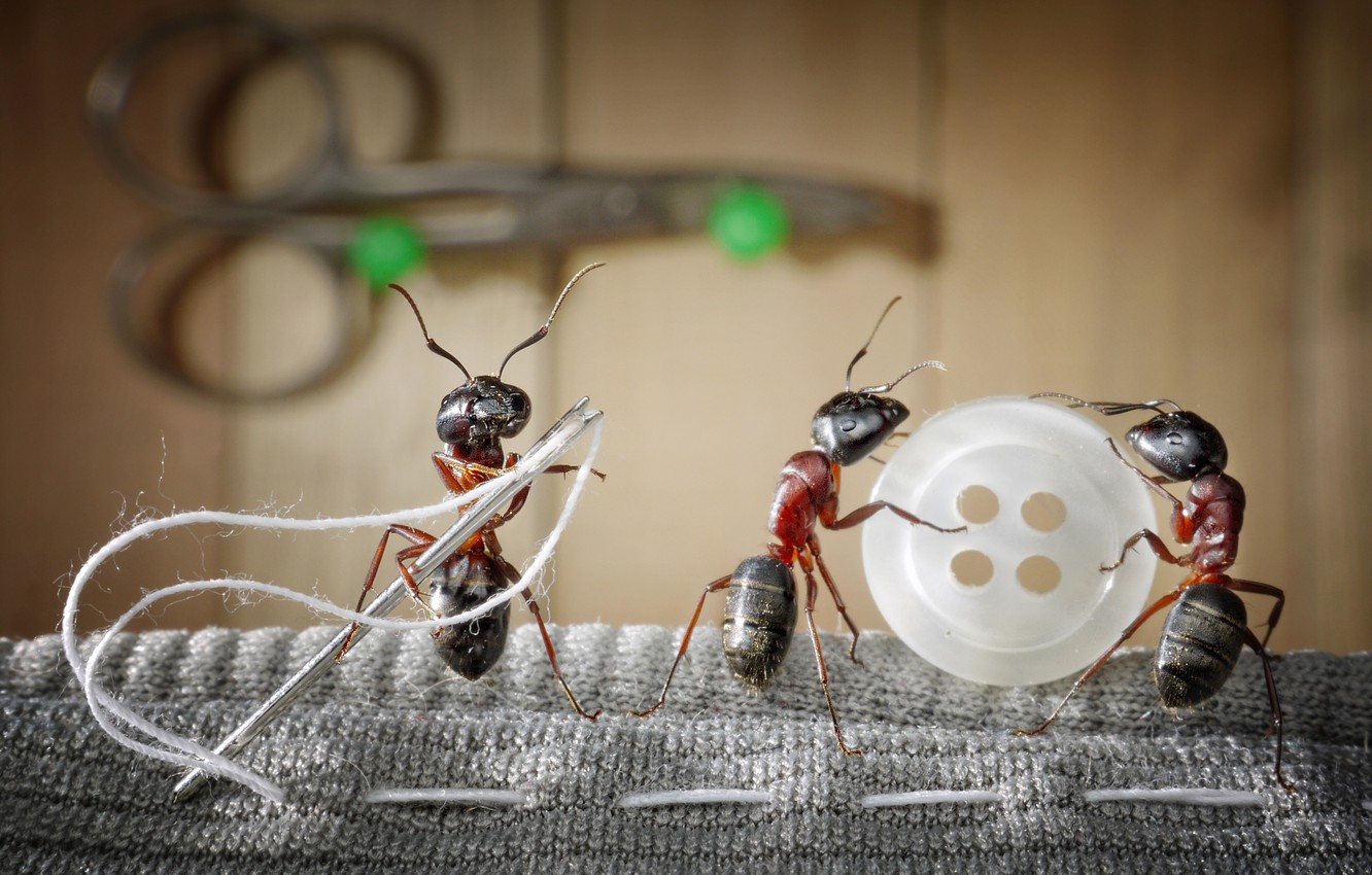 Photo Wallpaper Macro, Insects, Needle, The Situation, - Frasi Divertenti Sulle Formiche - HD Wallpaper 