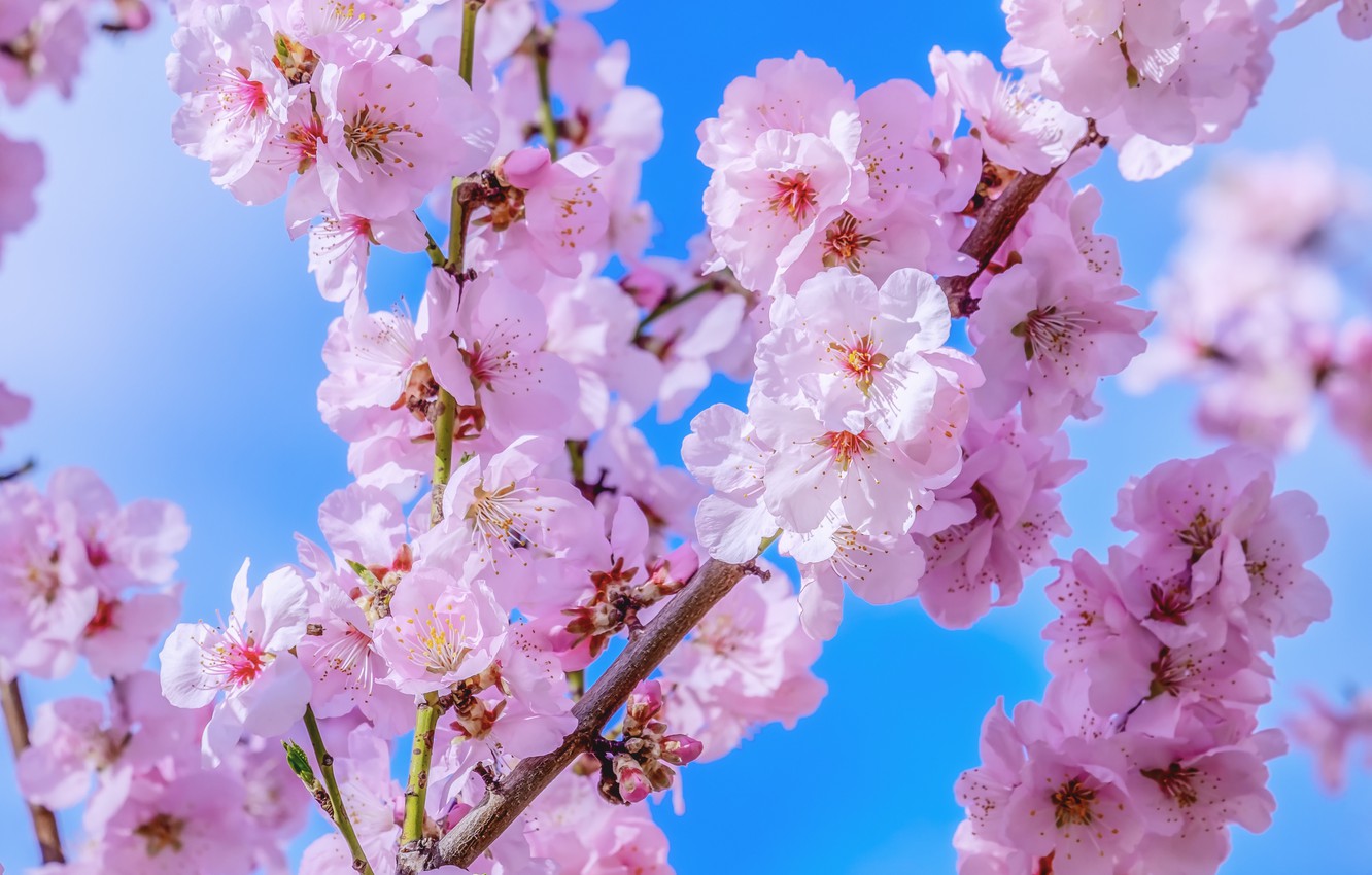 Photo Wallpaper The Sky, Blue, Spring, Sakura, Flowering, - Cherry Blossoms Blue Sky - HD Wallpaper 