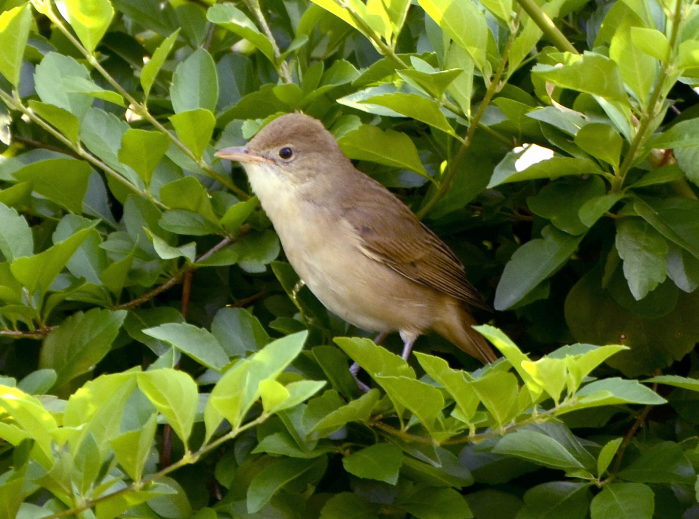 Nightingale - HD Wallpaper 