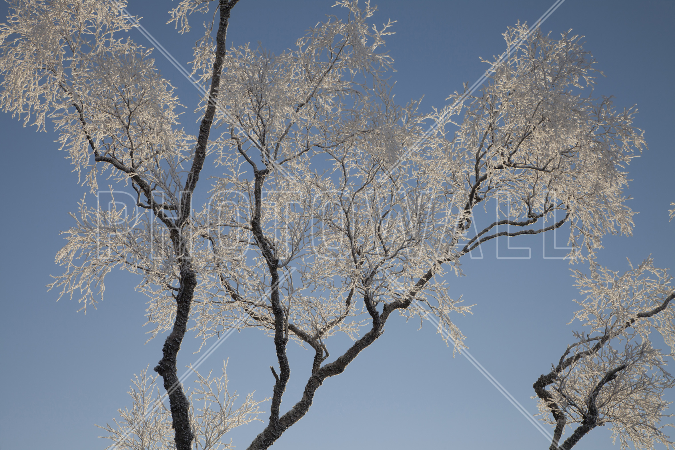 Silver Birch - Wallpaper - Kitchen - American Aspen - HD Wallpaper 