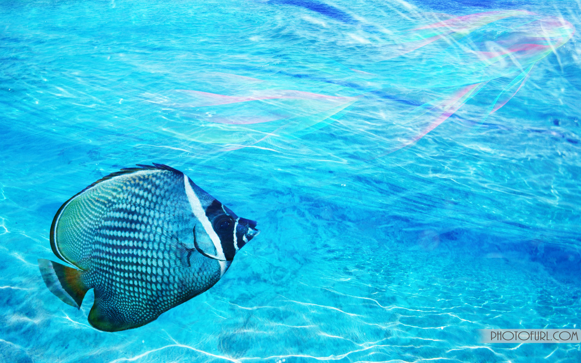 Tropical Fish Wallpaper Border Wallpaperinc coral Reef Beautiful Fish