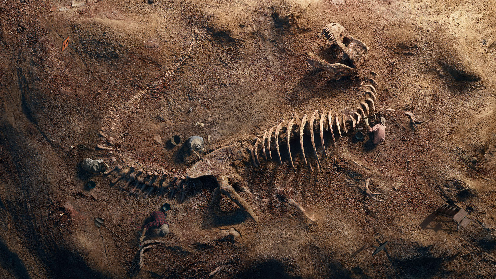 Fossil Wallpaper Hd - HD Wallpaper 