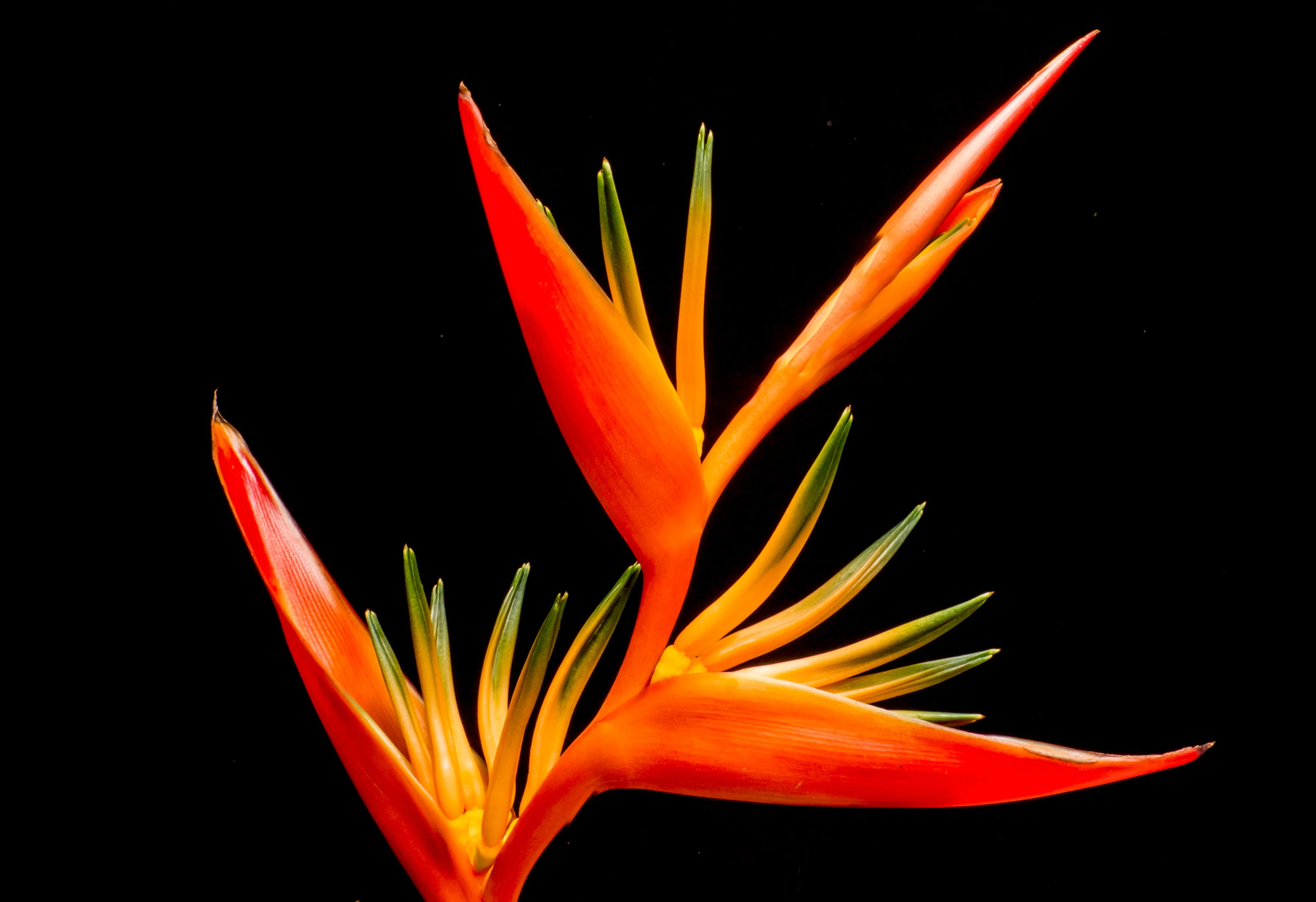 Bird Of Paradise Flower - HD Wallpaper 