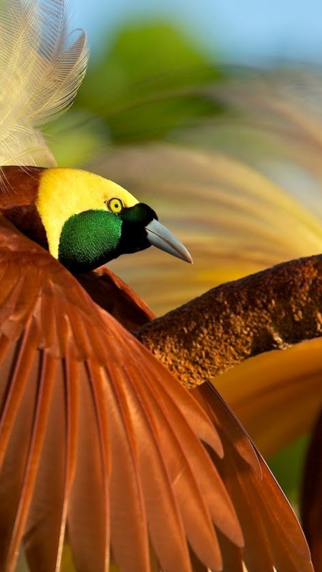 Bird Of Paradise, Bird, 4k - Most Beautiful Bird In Bangladesh - HD Wallpaper 