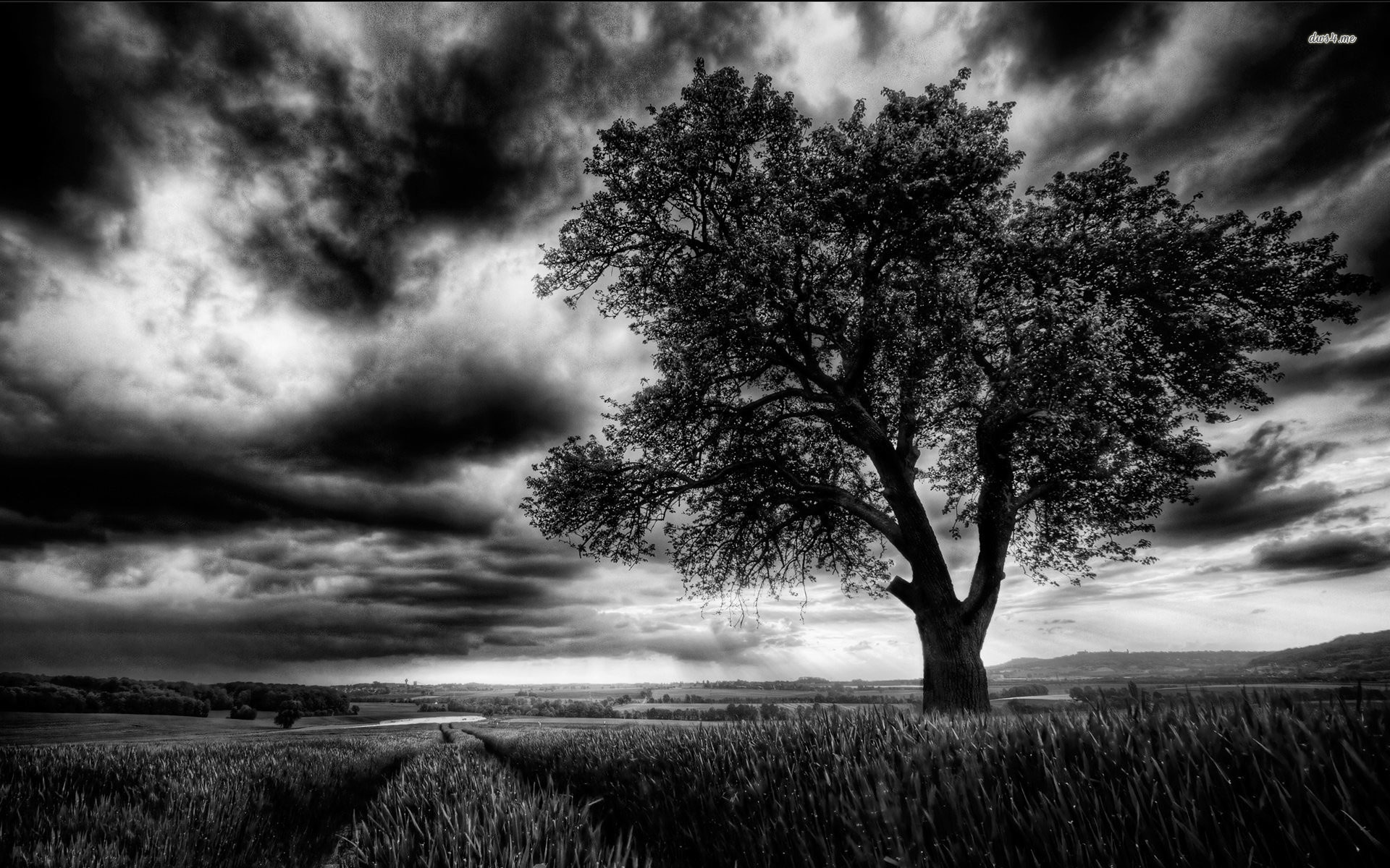 Dark Tree Wallpaper Hd - HD Wallpaper 