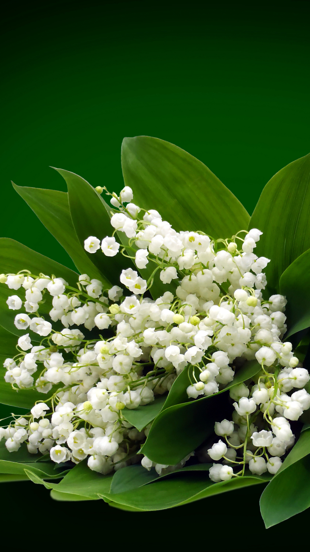 Lily Of Valley Mobile - HD Wallpaper 