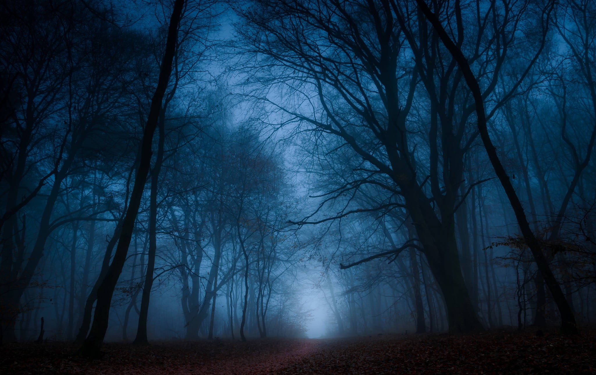 Forest Dark - HD Wallpaper 