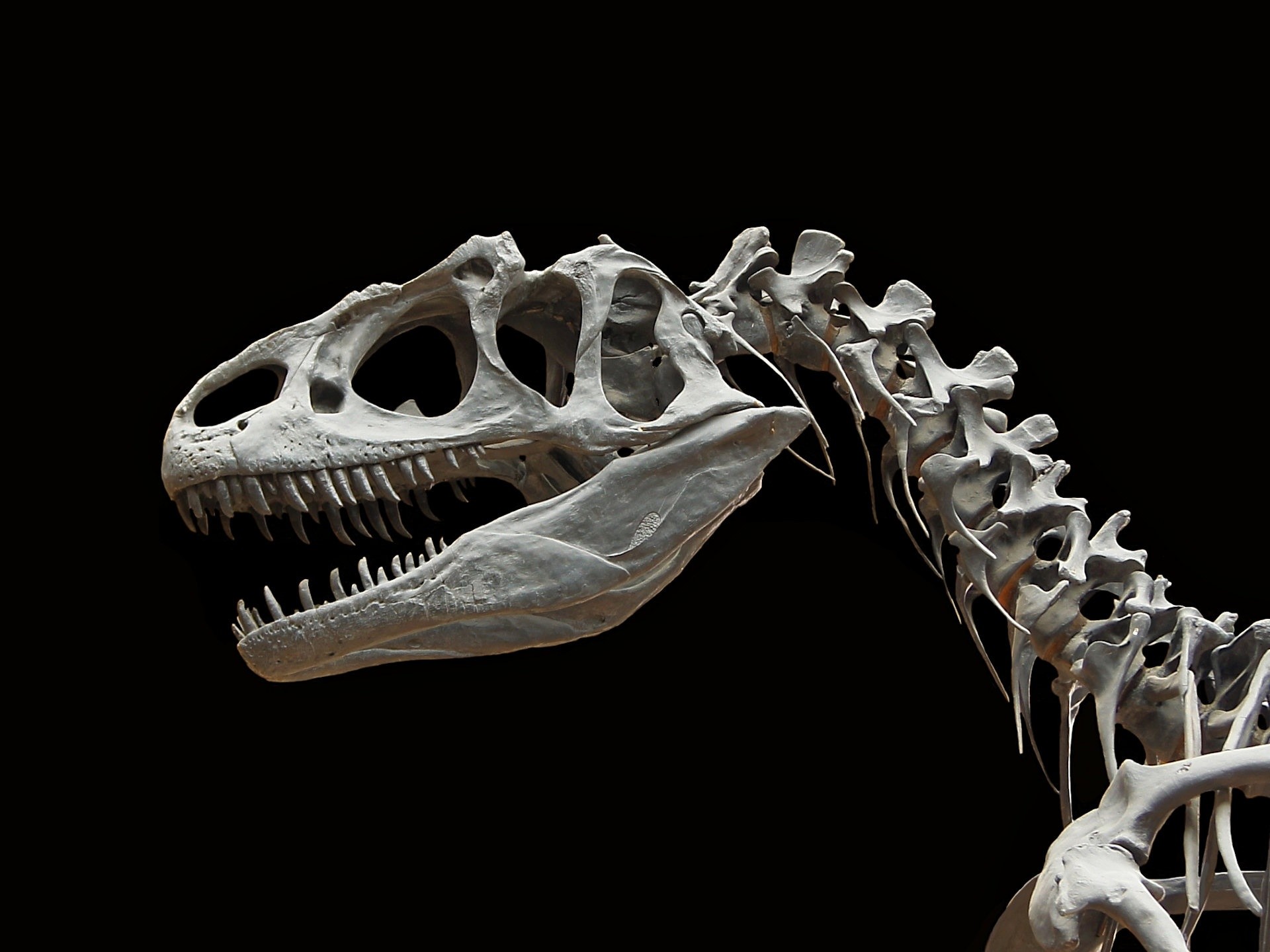 1920x1440, Allosaurus Desktop Wallpaper 
 Data Id 182810 - Dinosaur Skeleton Wallpaper Hd - HD Wallpaper 