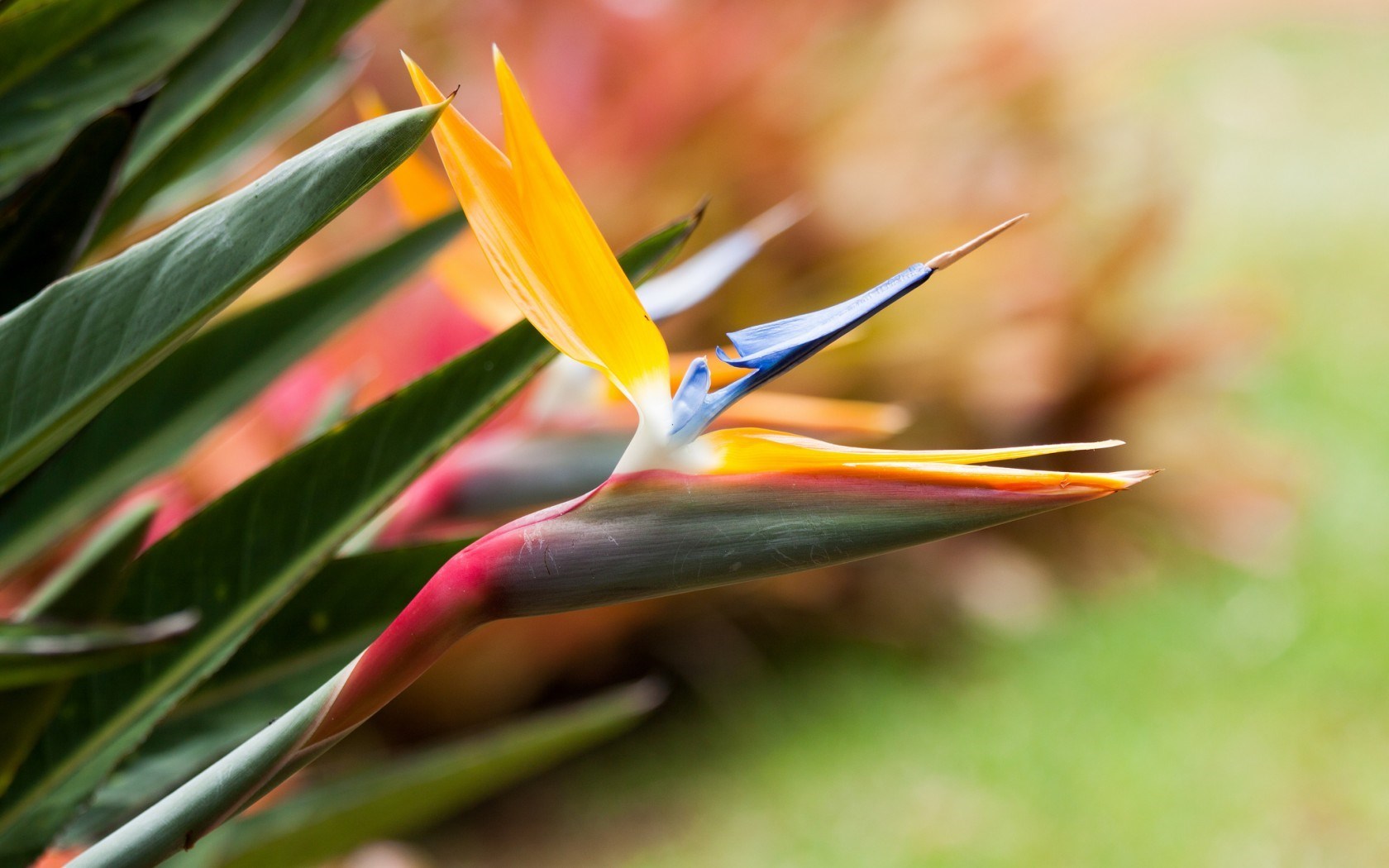 Bird Of Paradise Flower Wallpaper - HD Wallpaper 