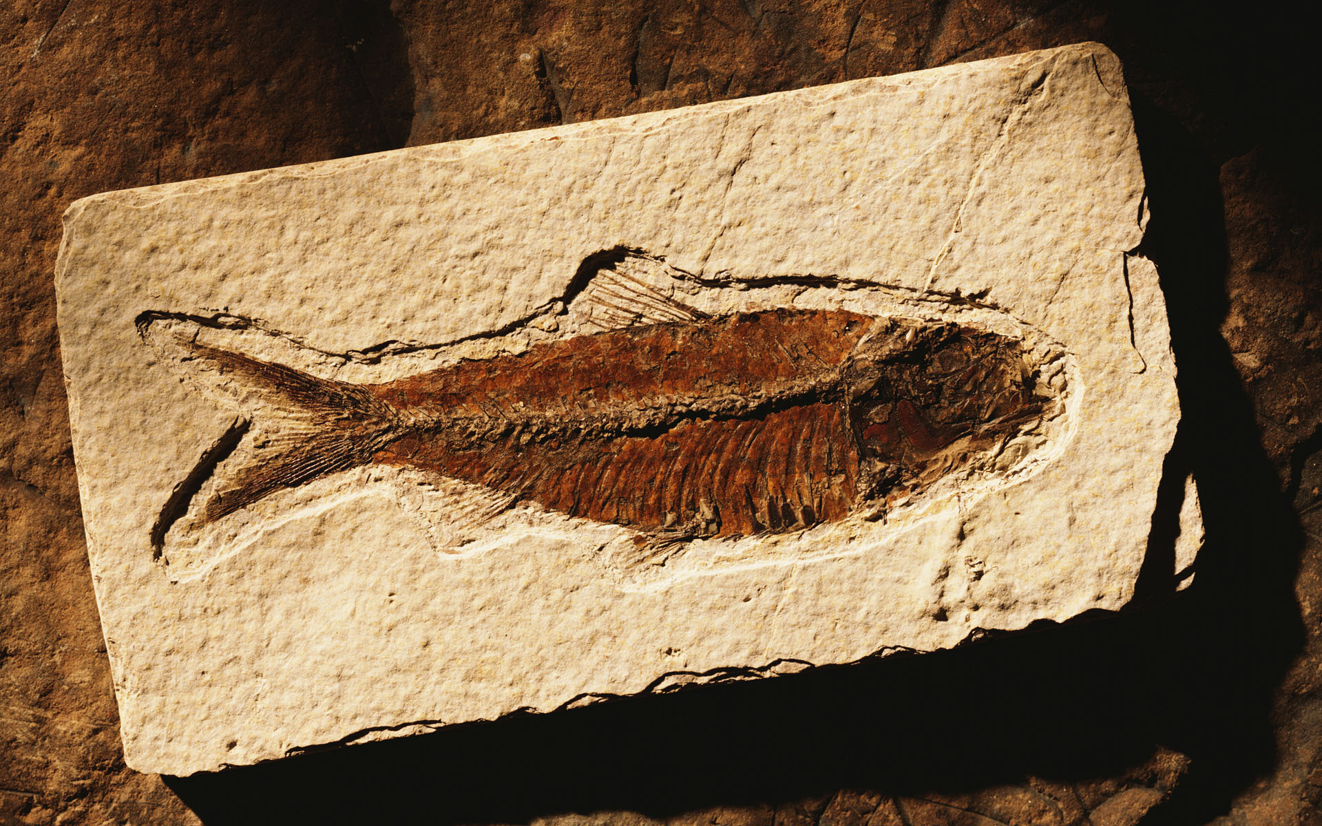 Fossils - Fish Fossil From Holes - HD Wallpaper 