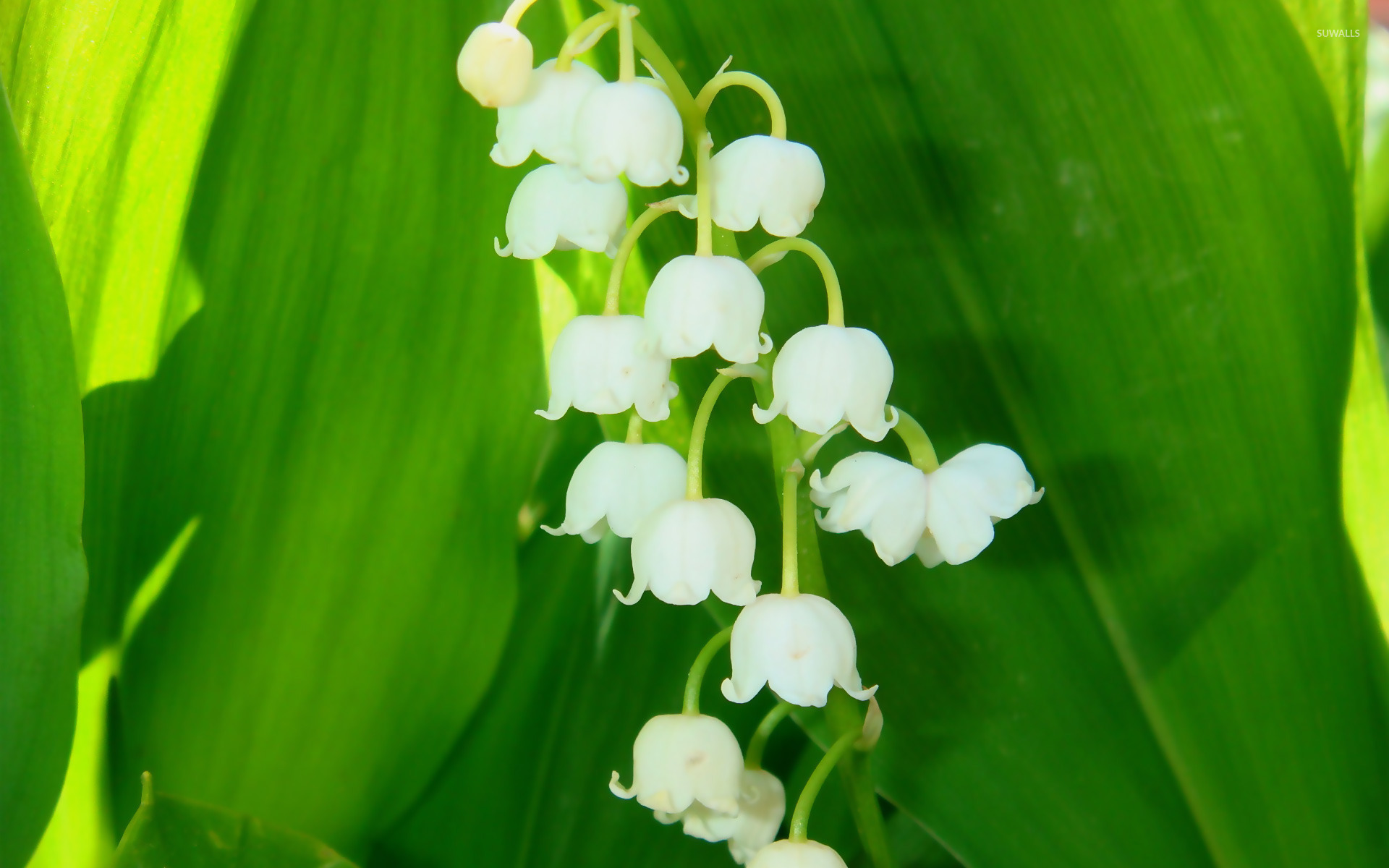 Phone Lily Of The Valley - HD Wallpaper 