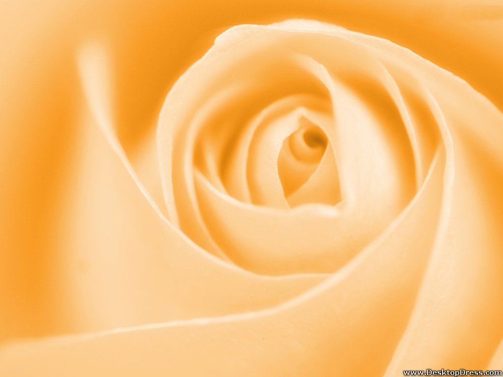 Cream Rose Closeup - Roze Roos - HD Wallpaper 