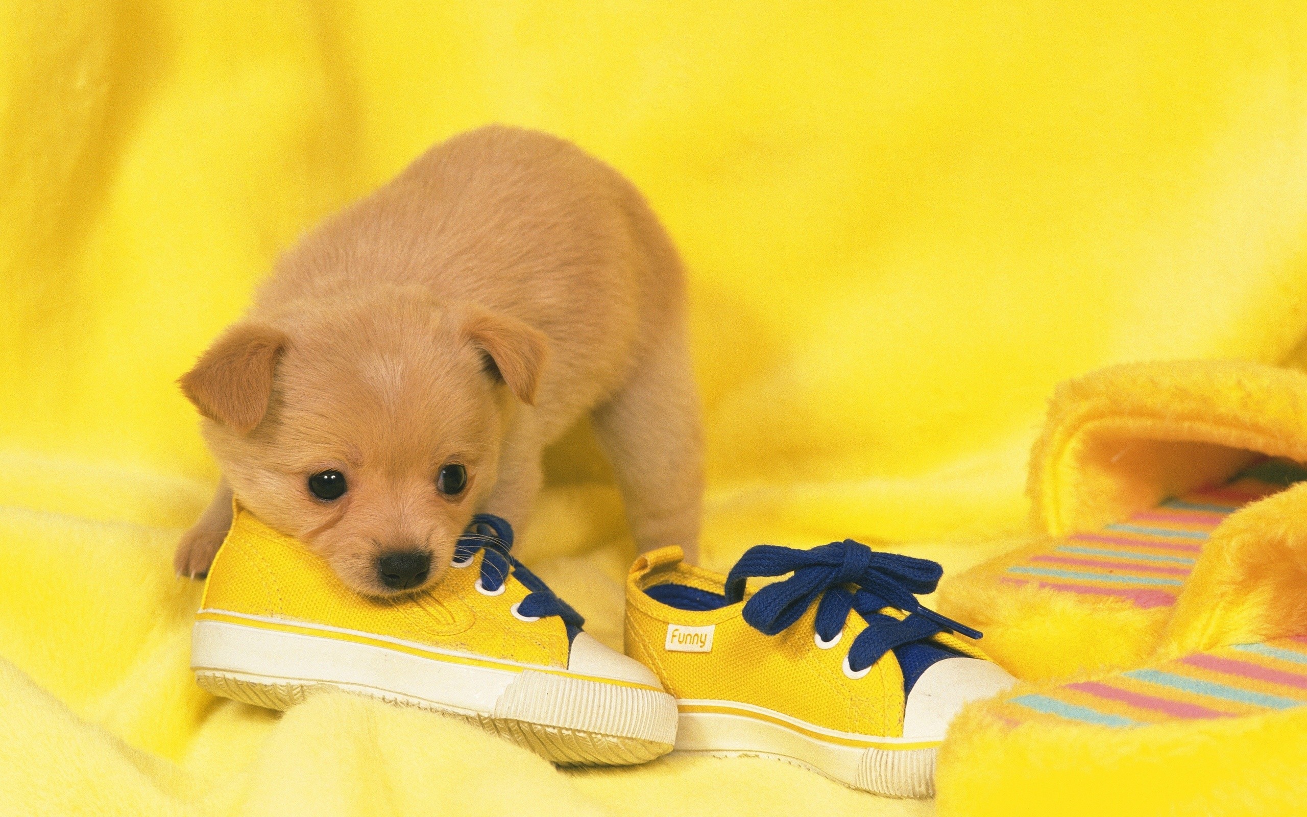Puppy Next To Yellow Shoes Wallpaper - Animal Cute Facebook Timeline Banner - HD Wallpaper 