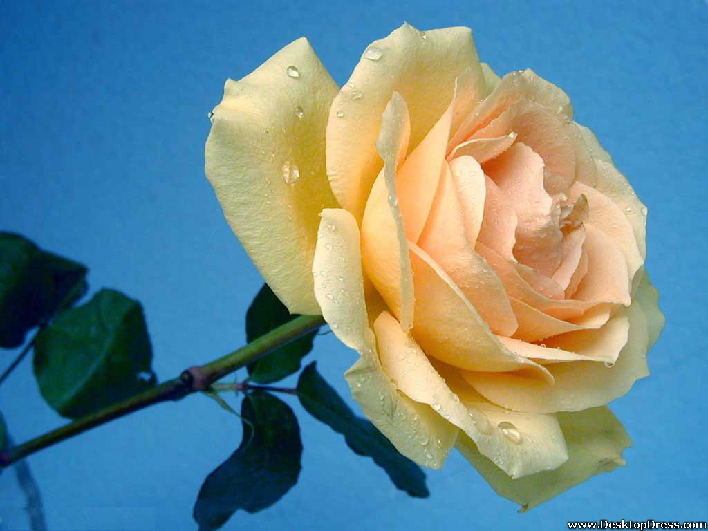 Superb Cream Rose - 3d Wallpaper Of Beautiful Flowers - HD Wallpaper 