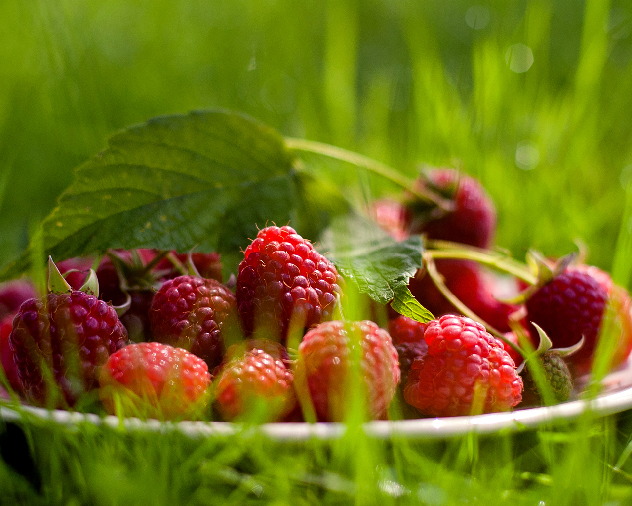 Raspberry Wallpaper - Nature Fruit Hd - HD Wallpaper 