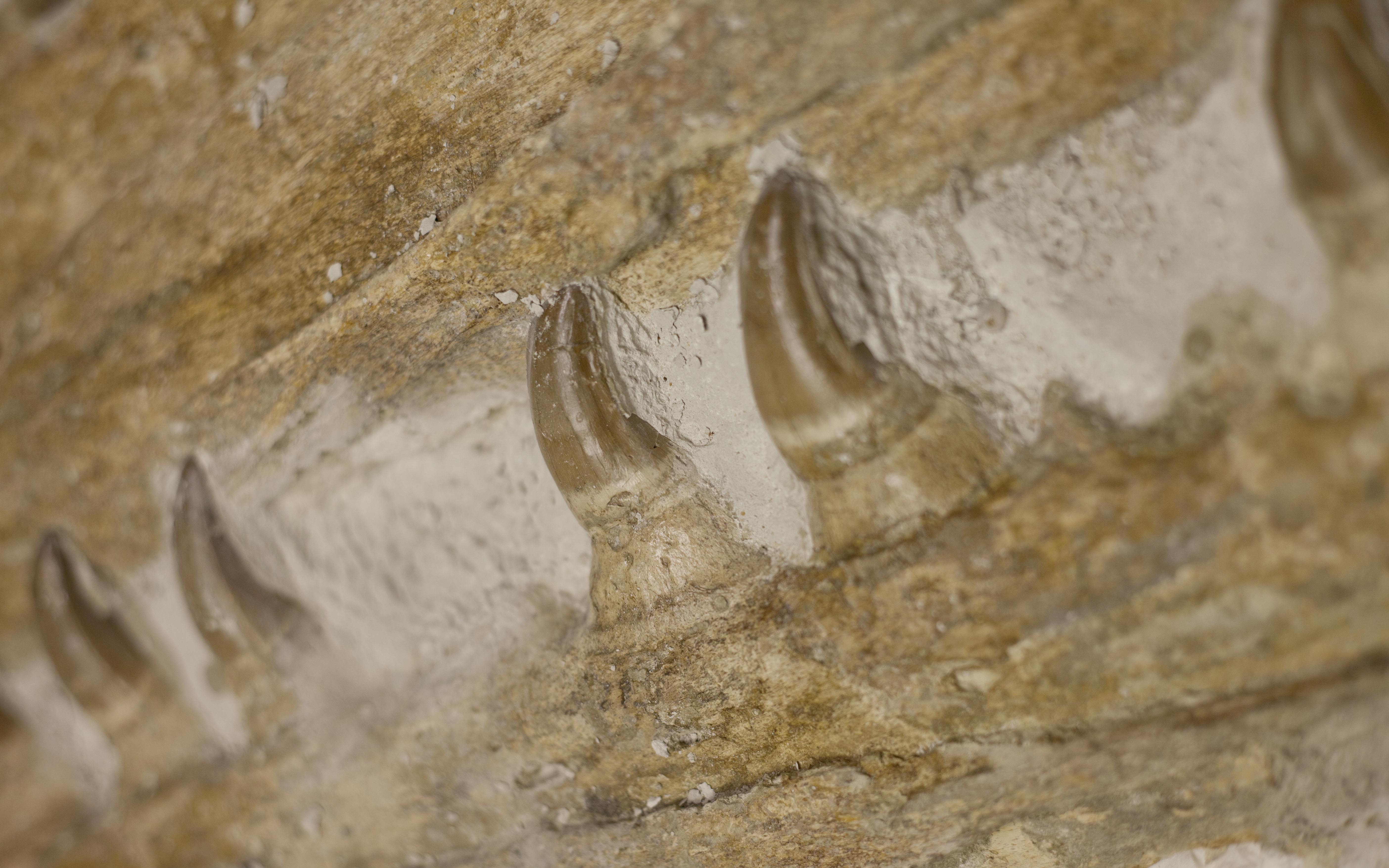 Fossil Background - HD Wallpaper 