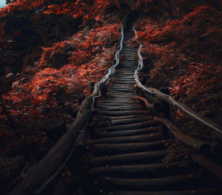 Tree Wallpaper Hd Dark - HD Wallpaper 
