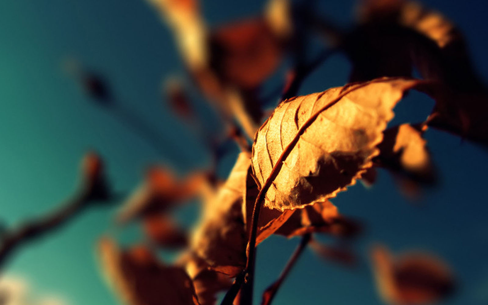 Hd Photography - HD Wallpaper 