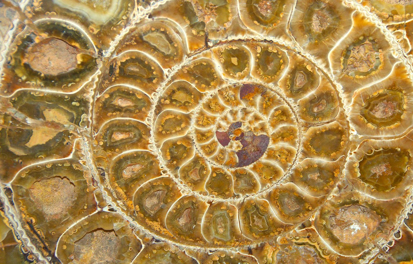 Photo Wallpaper Spiral, Sink, Fossil, Ammonite - Ammonites - HD Wallpaper 