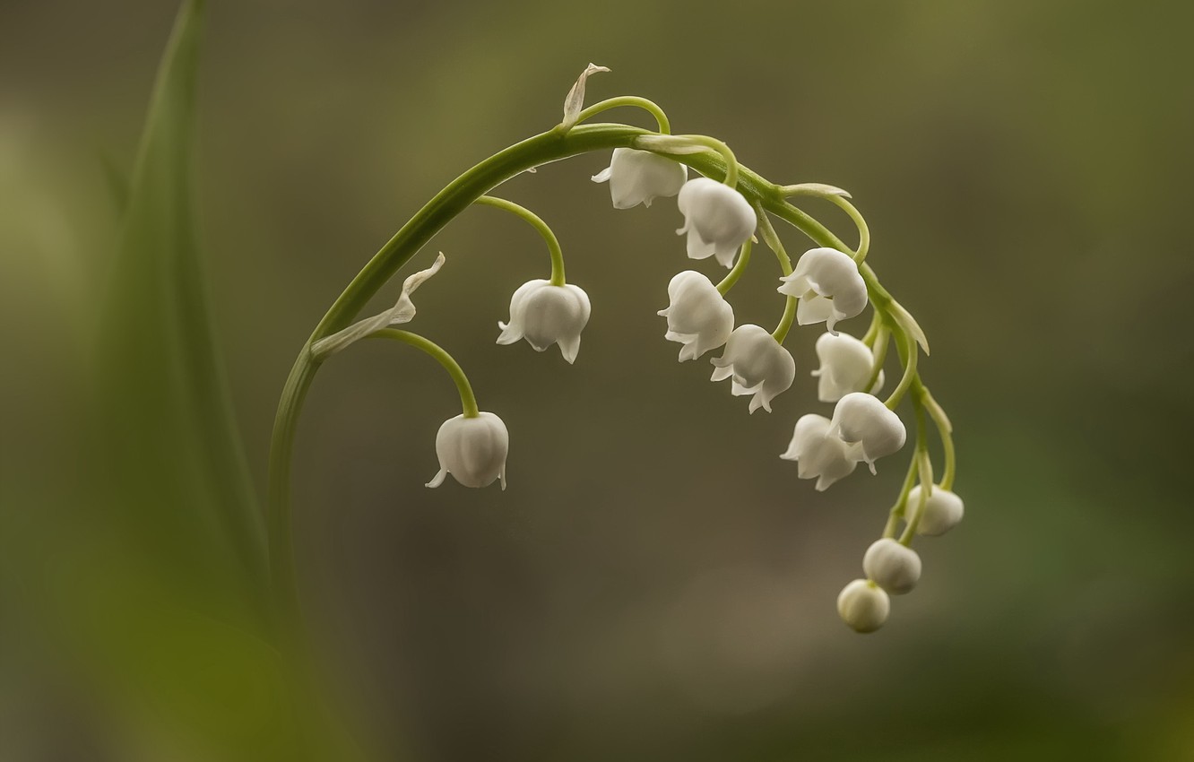 Photo Wallpaper Flower, Macro, Lily Of The Valley - Lily Of The Valley - HD Wallpaper 