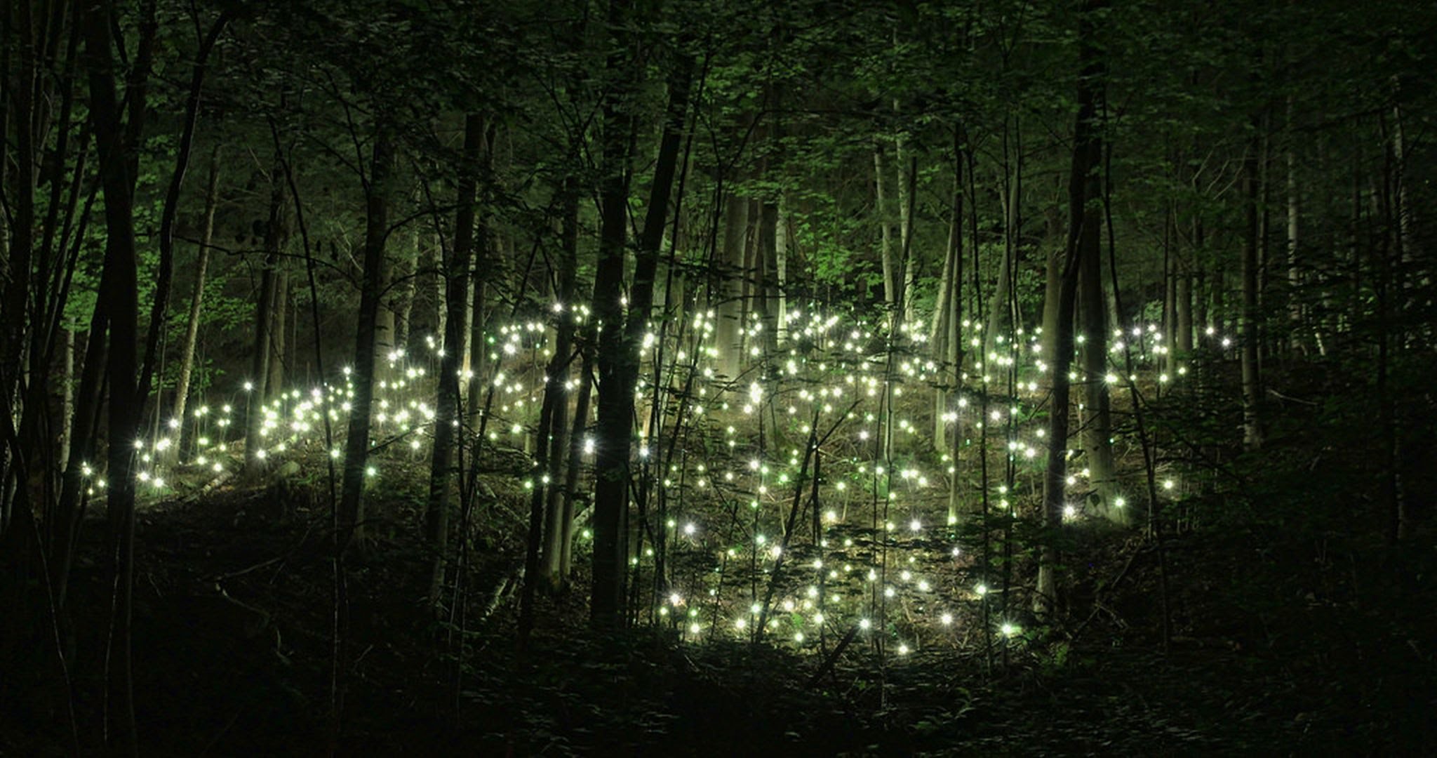 Enchanted Forest At Night - 2048x1080 Wallpaper Enchanted Forest At Night - 2048x1080 Wallpaper