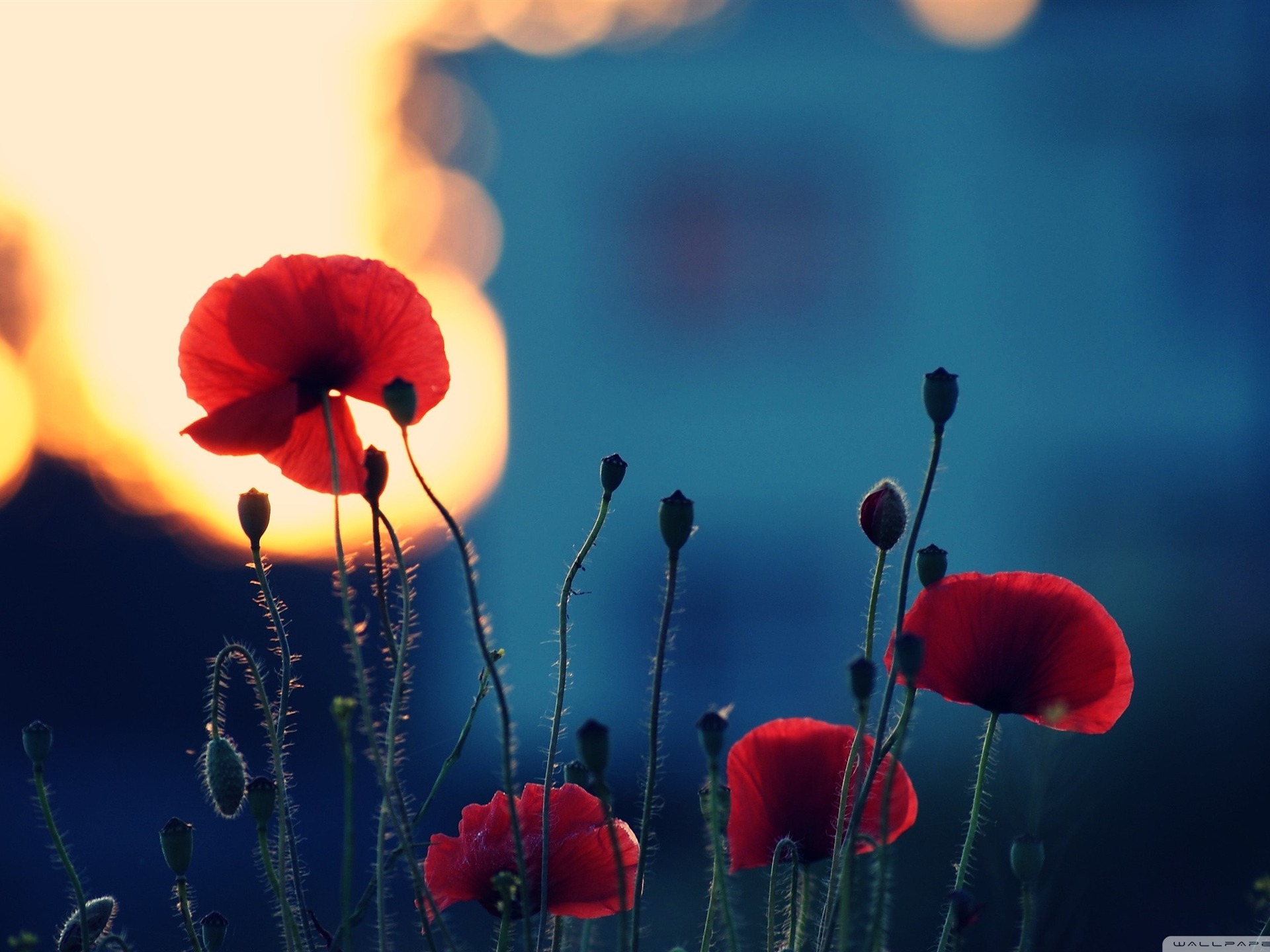 Poppies Hd - HD Wallpaper 