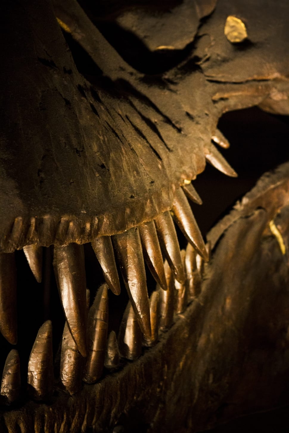 Dinosaur Head Fossil Preview - Fossils - HD Wallpaper 