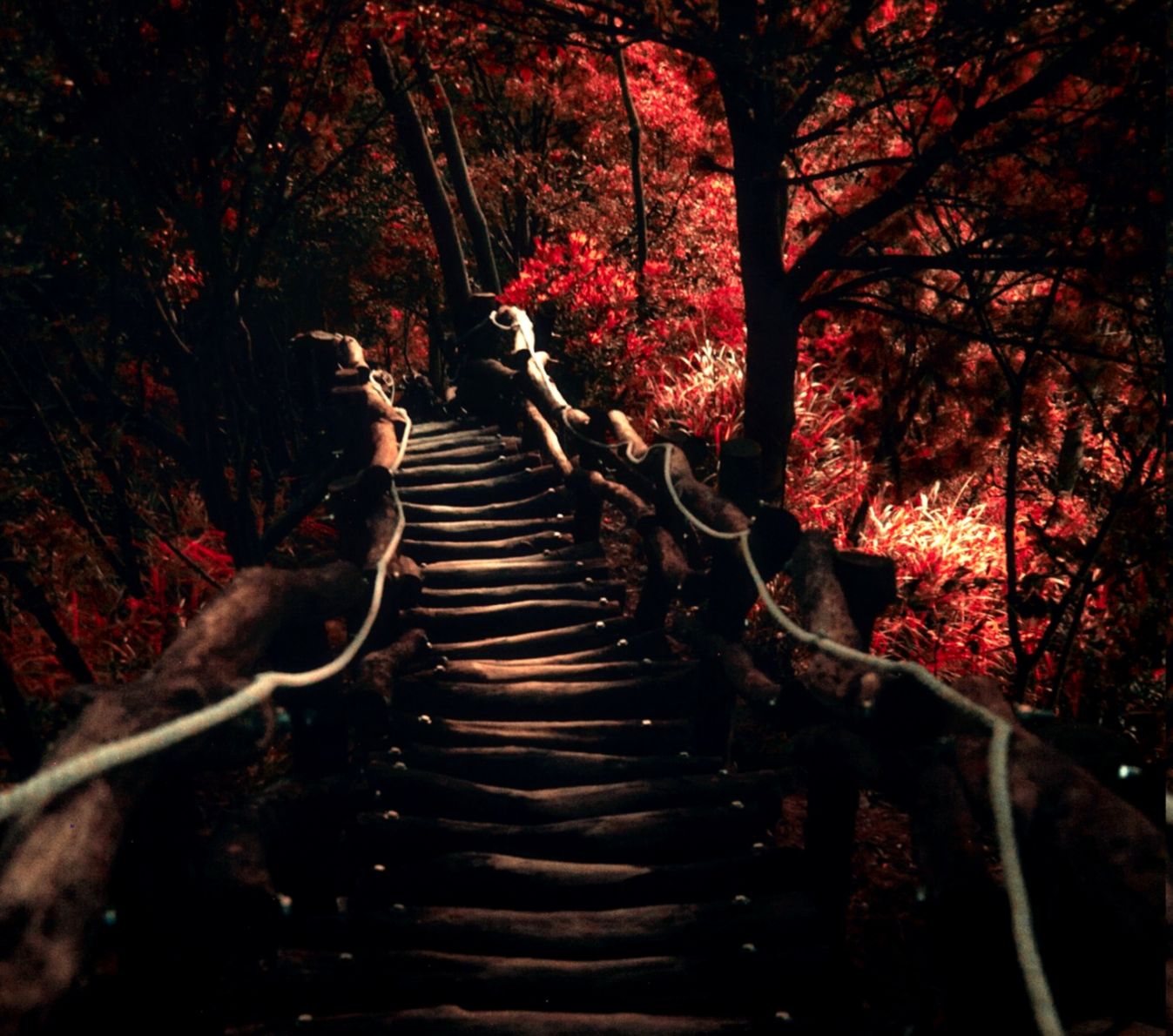 Wallpaper Sunlight Trees Landscape Forest Fall Dark - Dark Trees - HD Wallpaper 