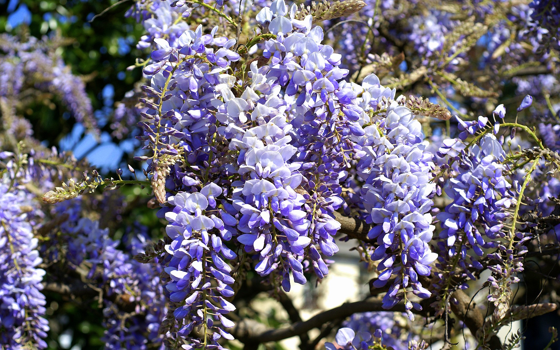 Wisteria Wallpaper - Wisteria Flower - HD Wallpaper 