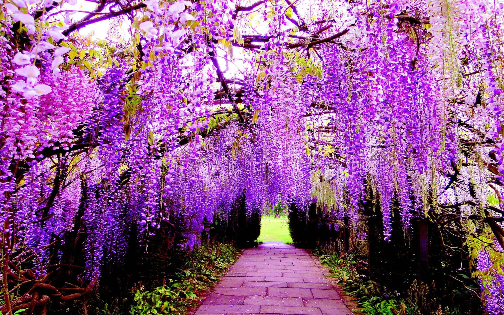 2016x1260, Wisteria Wallpapers - Wisteria Wallpaper Hd - HD Wallpaper 