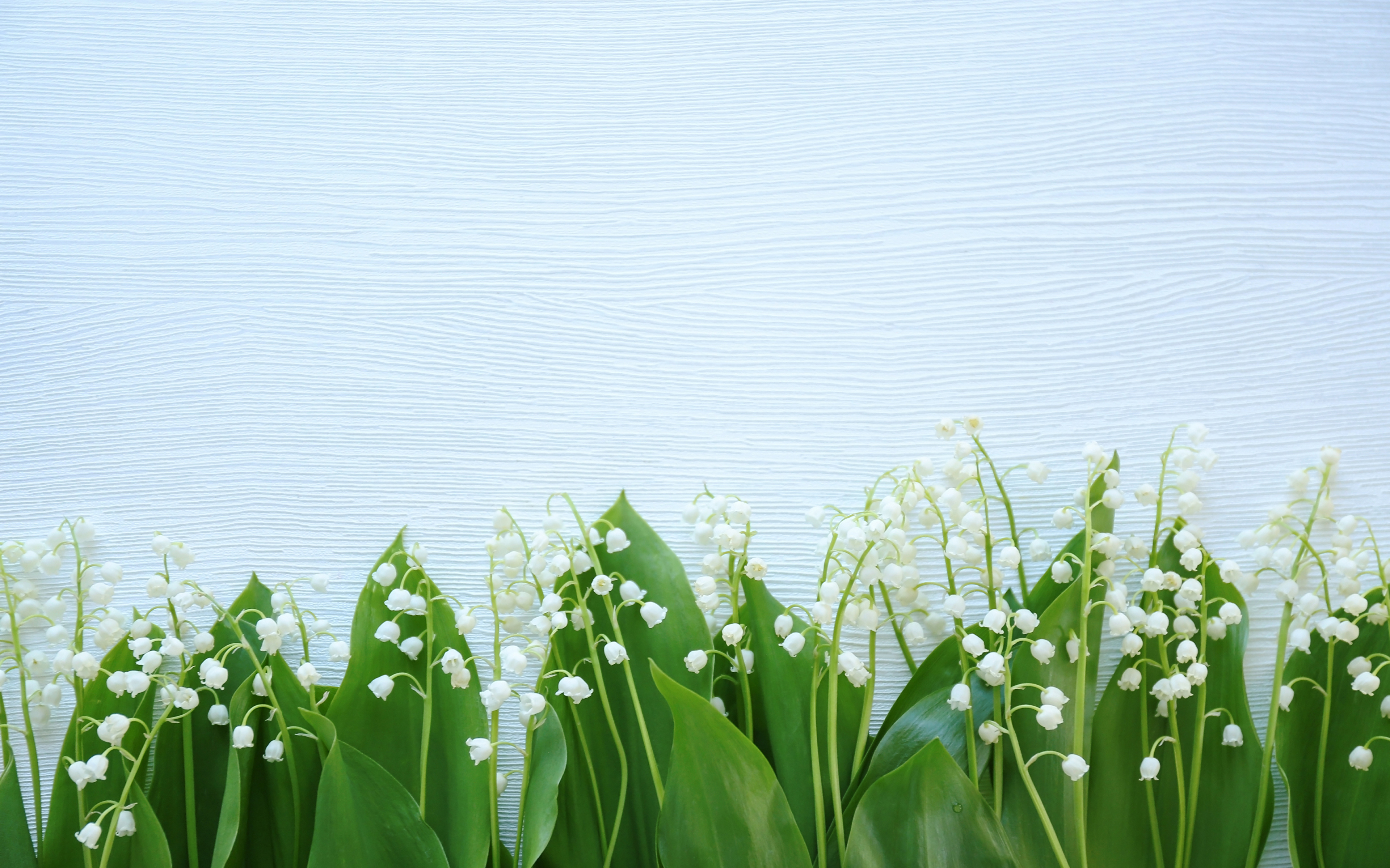 Flower Wallpaper Lily Of The Valley - HD Wallpaper 