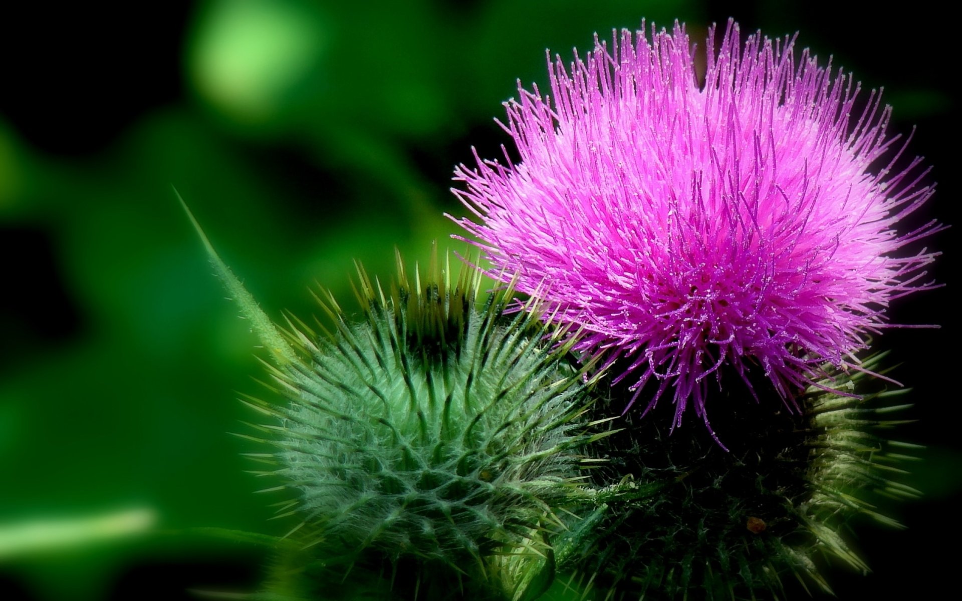 Milk Thistle Hd - HD Wallpaper 