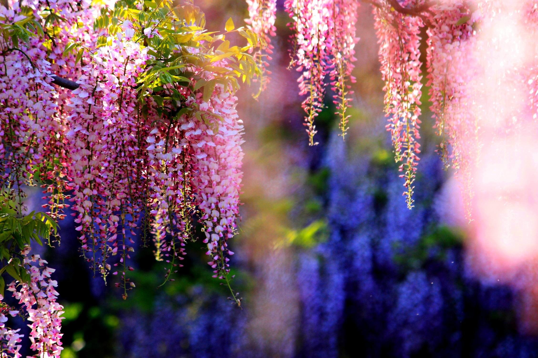 2256x1504, Hd Pink Wisteria Wallpaper - Desktop Background Wisteria Tree - HD Wallpaper 