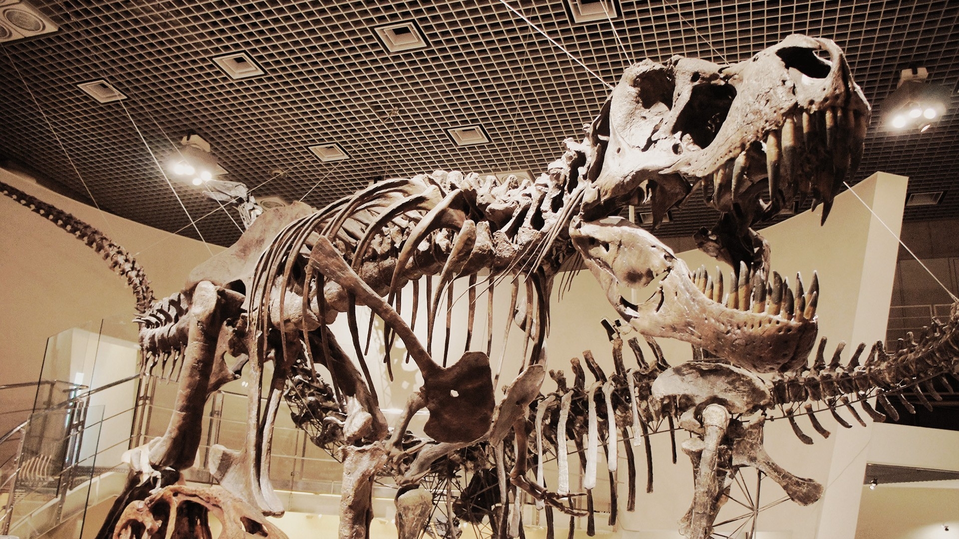 Tyrannosaurus - HD Wallpaper 