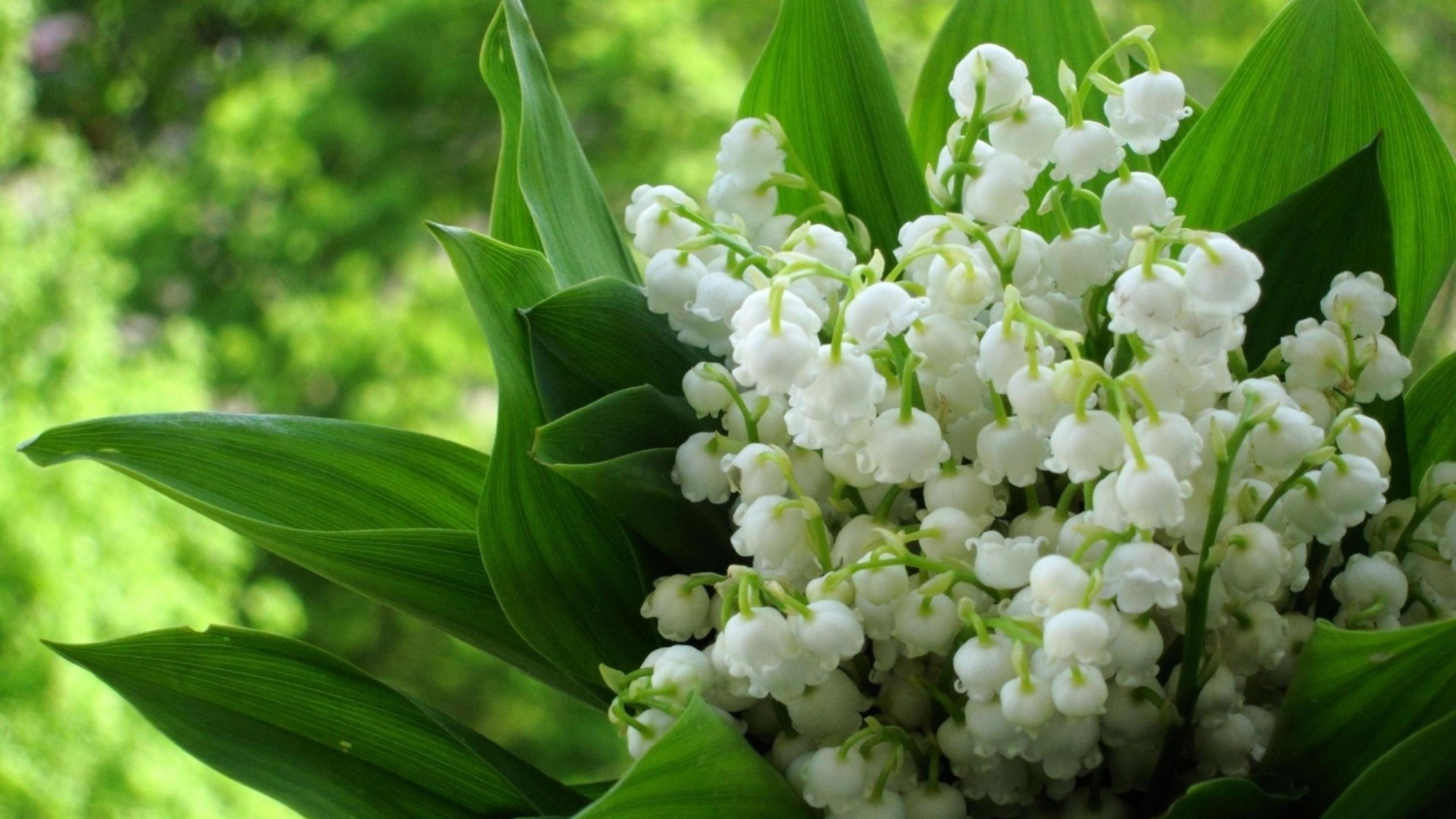 Pictures Lily Valley Flowers - Screensavers Lily Of The Valley - HD Wallpaper 