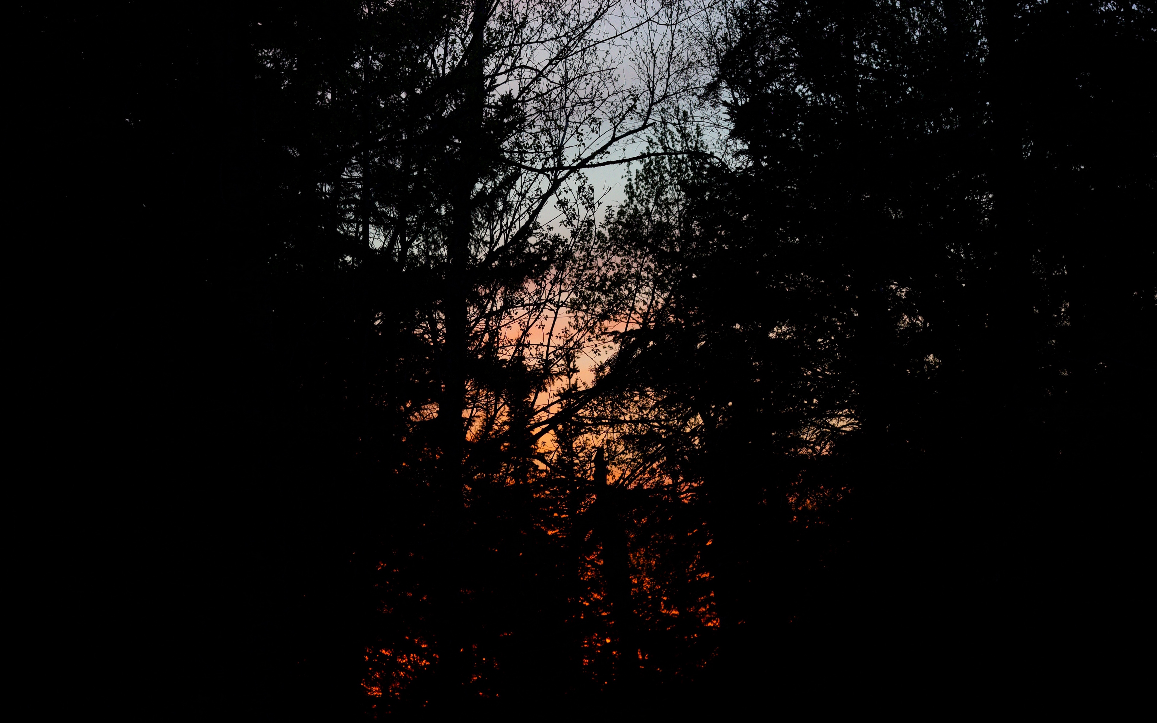 Wallpaper Trees, Branches, Sunset, Dark, Forest - Dark Forest Sunset Background - HD Wallpaper 