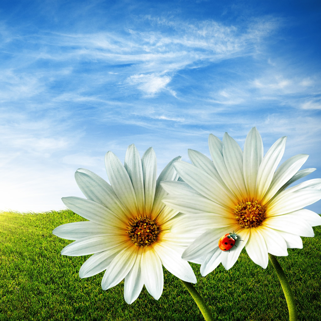 Wedding Anniversary Wishes To Parents From Daughter - HD Wallpaper 