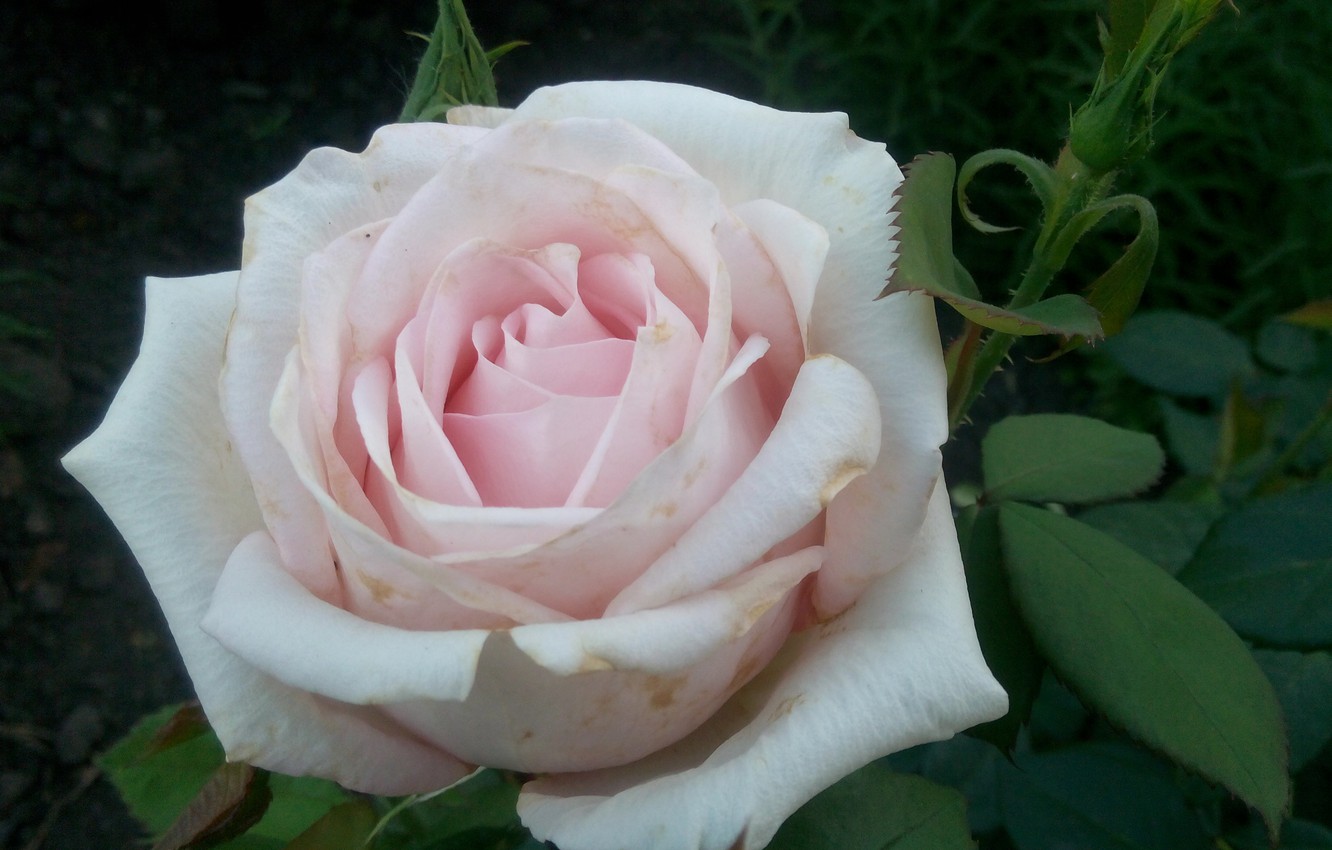 Photo Wallpaper Flowers, White, Beige, Cream Rose - Floribunda - HD Wallpaper 